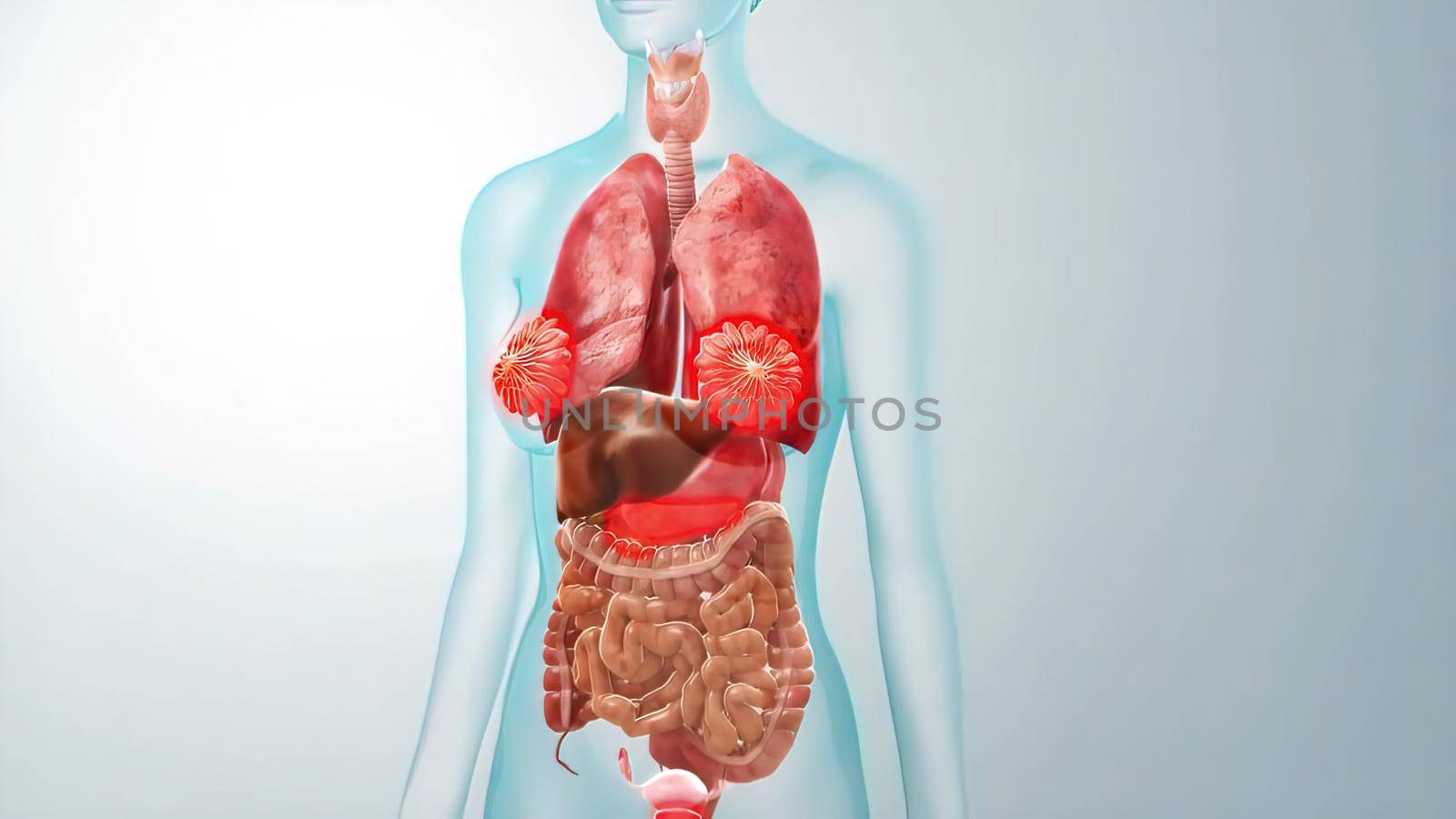 3D animated transparent female internal organs by creativepic