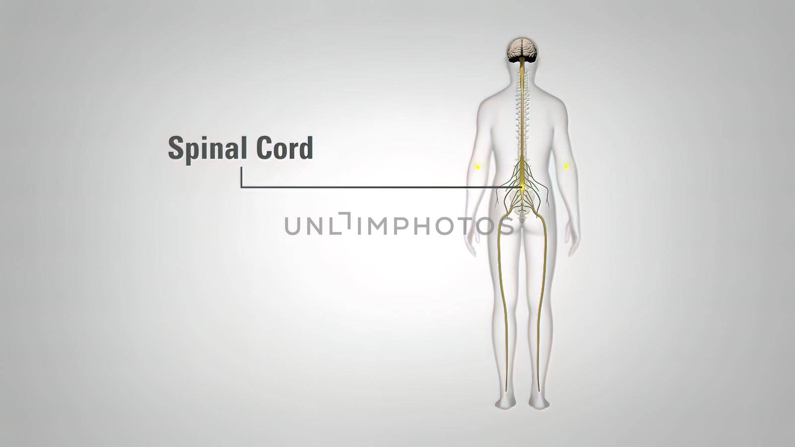 3D Medical illustration of the Nervous system. Body receives signal from brain by creativepic