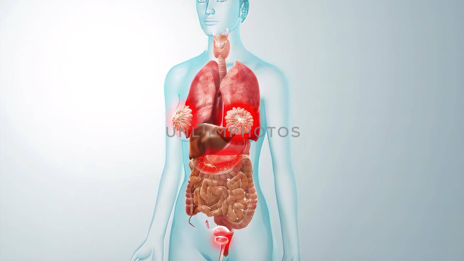 human internal organs Anatomy For Medical Concept 3D Illustration .
