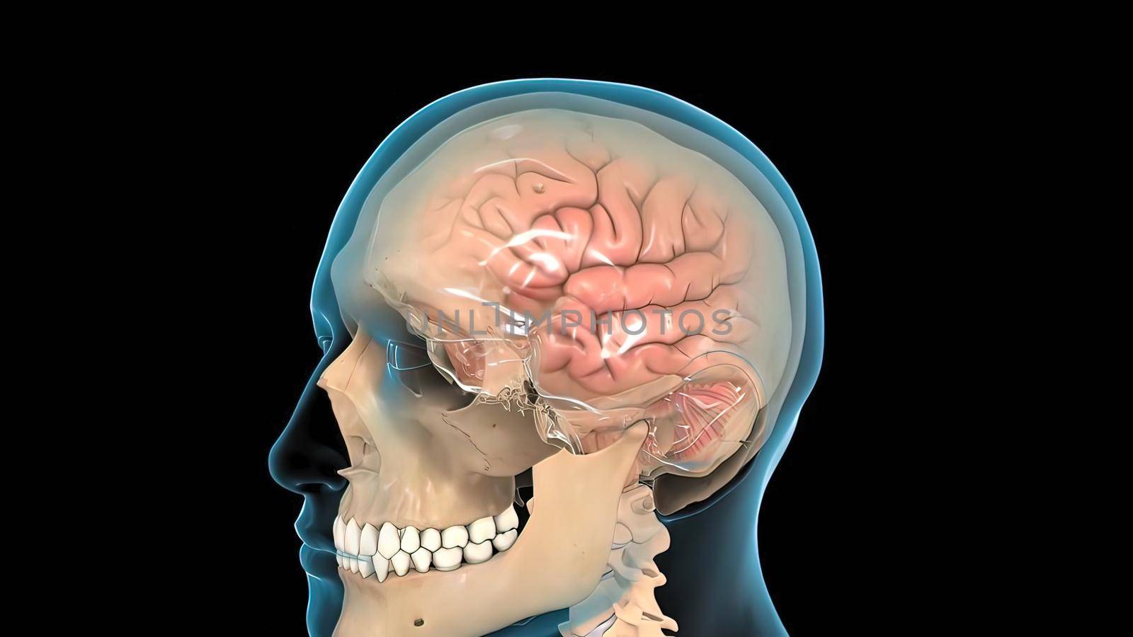 Male medical brain scan in cycle (temporal lobe, parietal lobe) 3D illustration