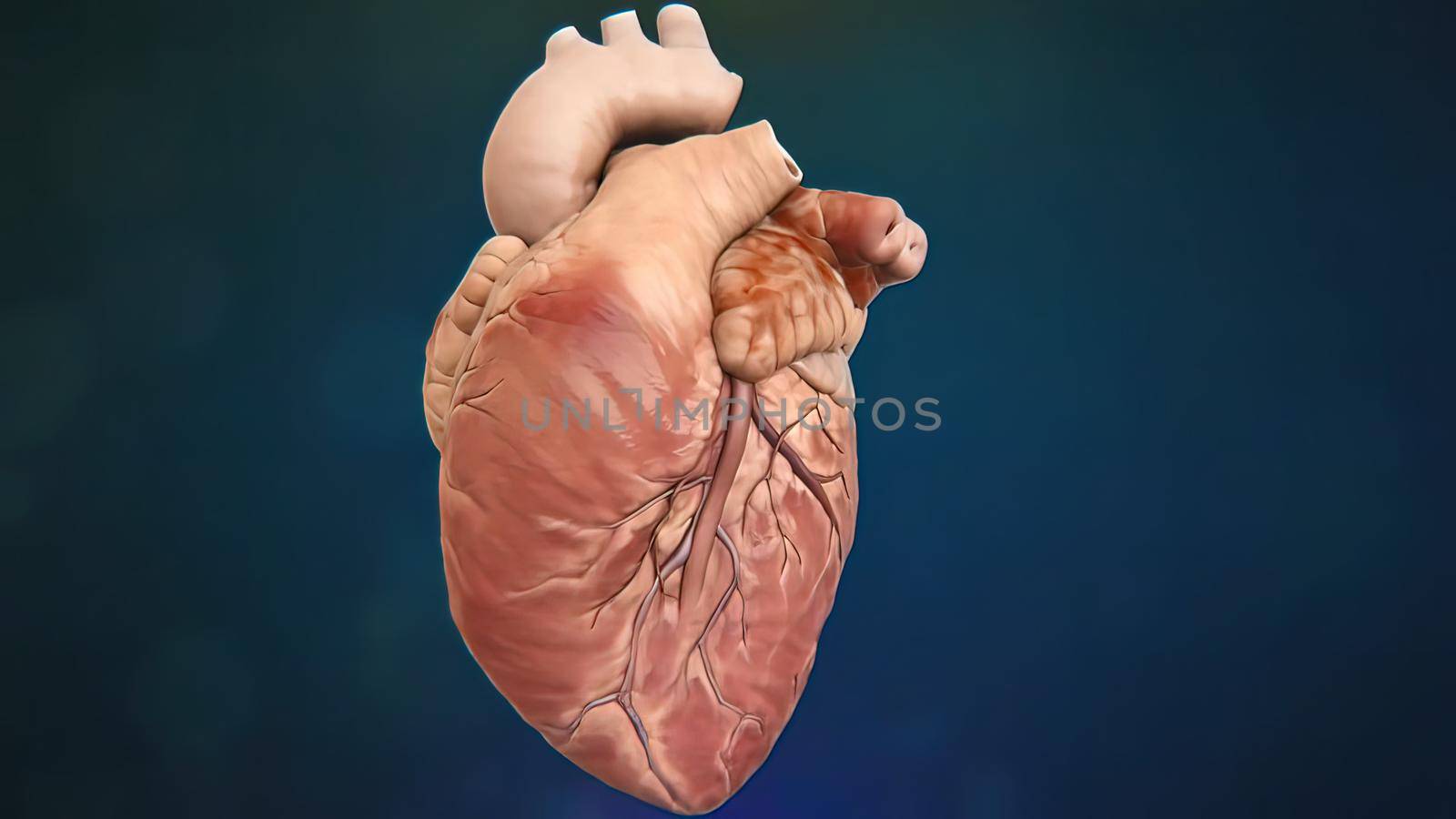 Circulatory System and the Way of Blood from the Heart 3D illustration