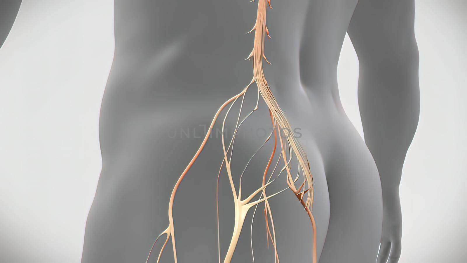 Signals from the spinal cord and transmitted to the brain. 3D illustration