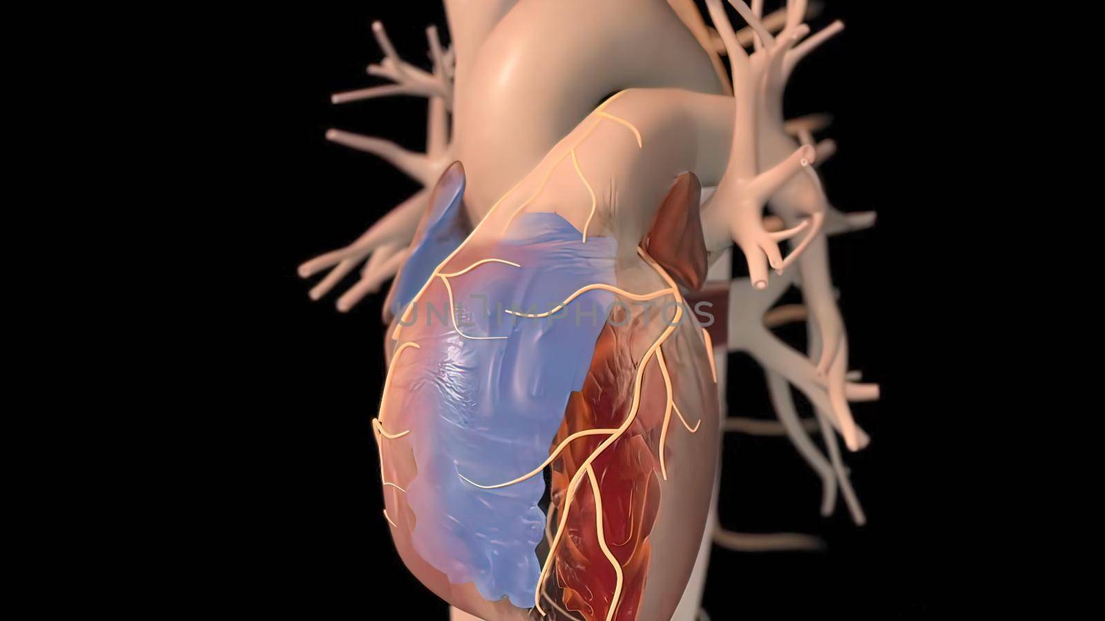 3D Illustration of Human Heartbeat Anatomy by creativepic