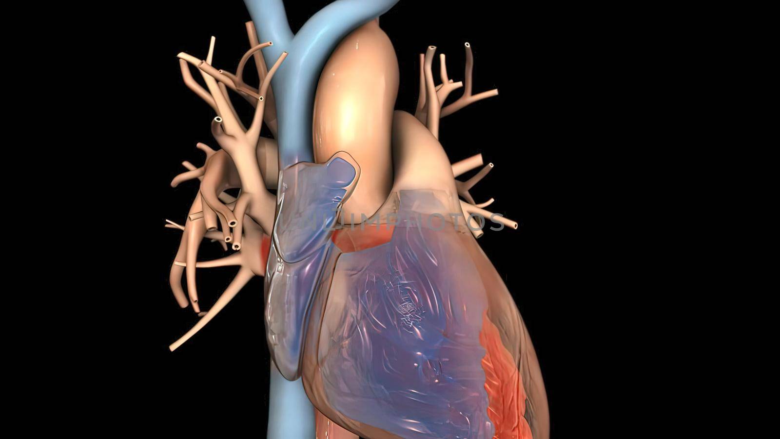 Sinoatrial node and cardiovascular system 3d render