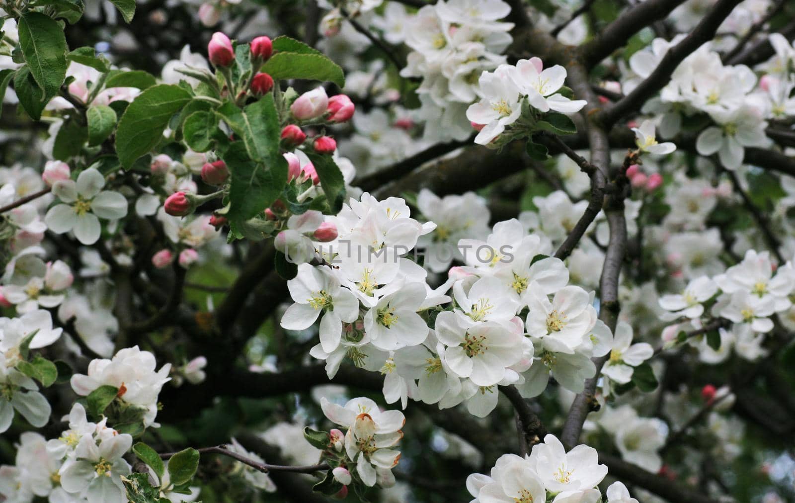 Beautiful flowers on an apple tree branch. by gelog67