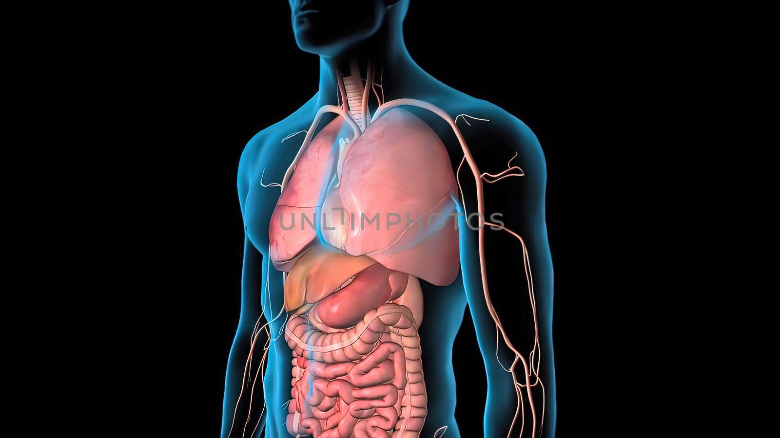 Human Circulatory System Heart Beat Anatomy 3D Render Concept. by creativepic