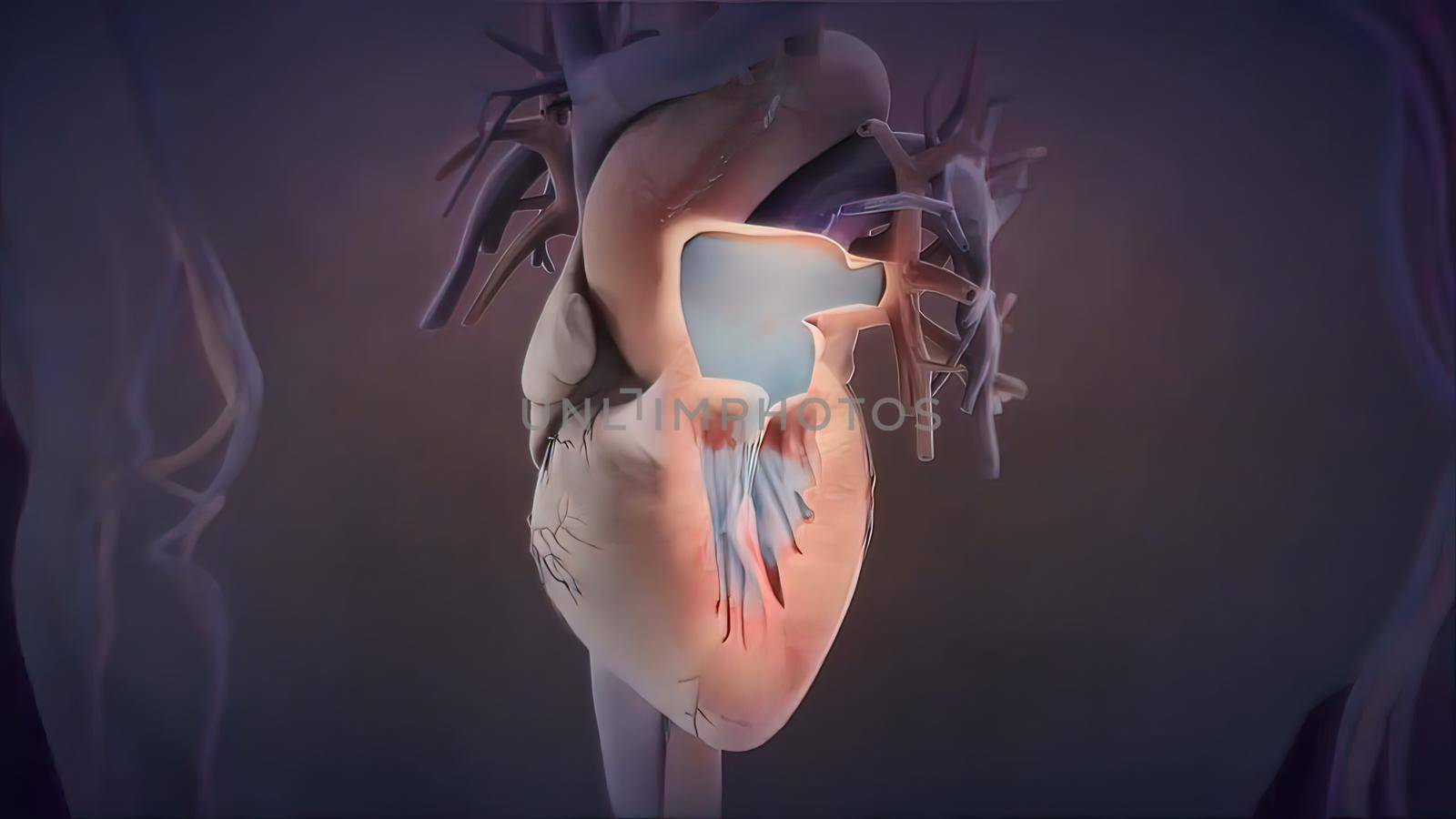 medical 3d illustration of the human heart and vascular system