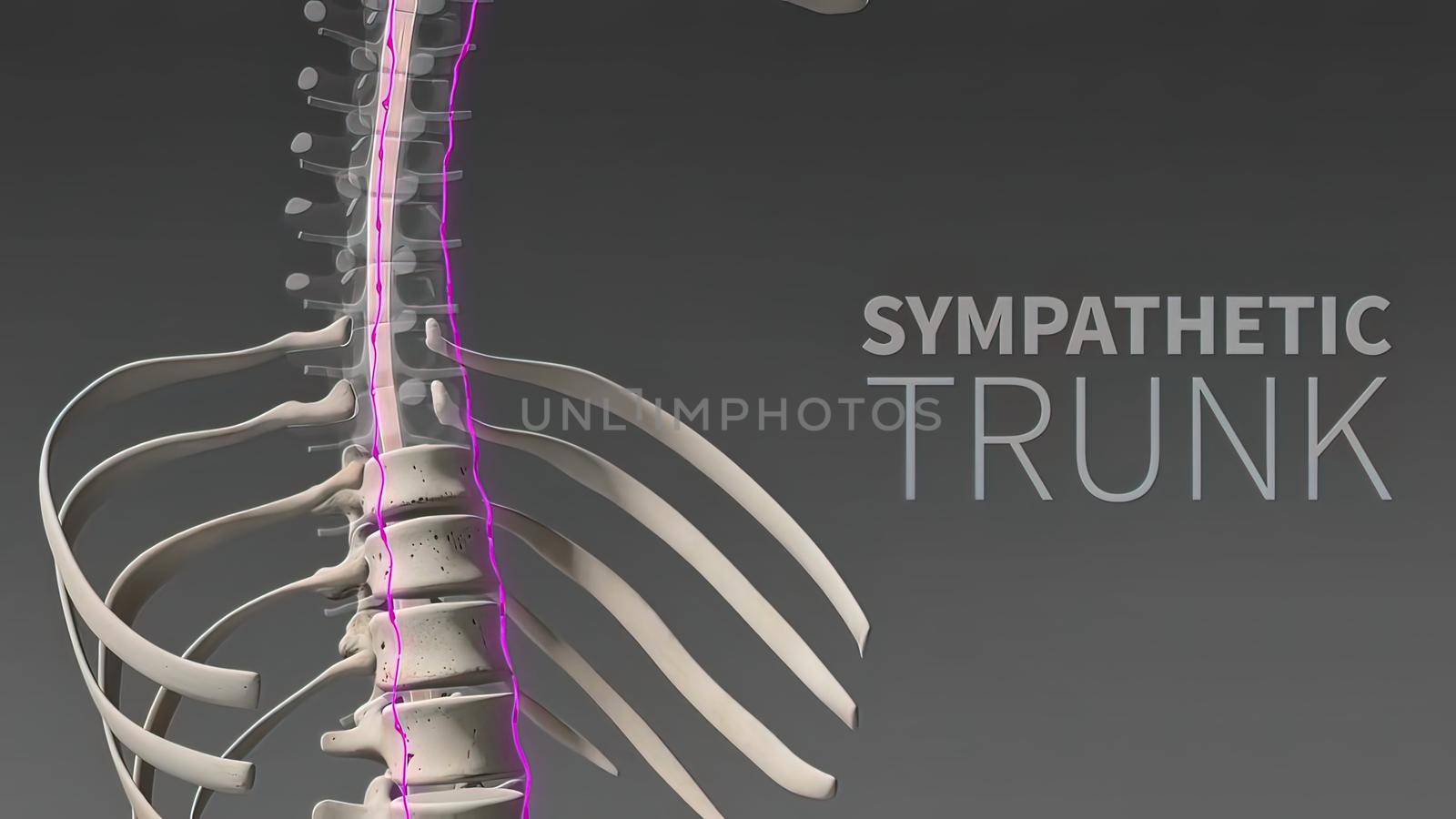 3D illustration Showing The Human Nervous System .