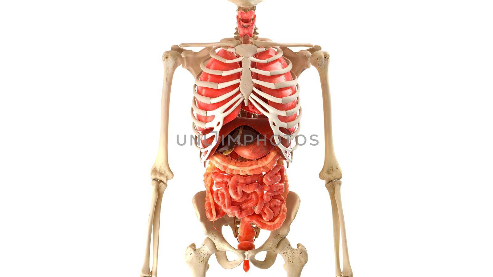 Skeleton human model internal organs on white 3D illustration 3d medical Animation by creativepic