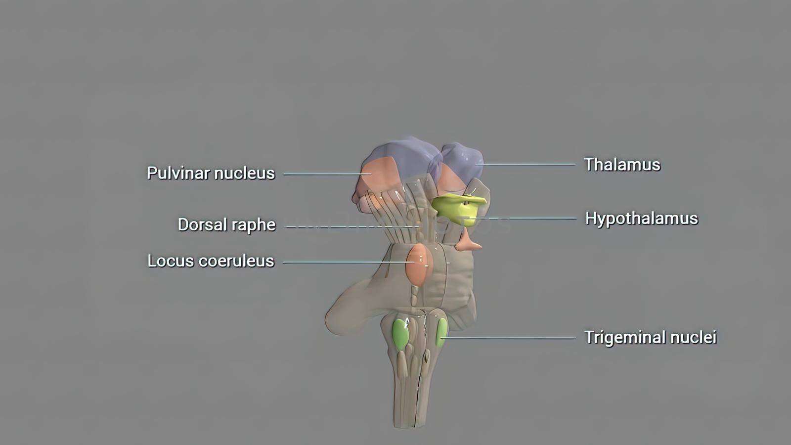 The hypothalamus, highlighted in red, is responsible for the homeostatic control of the body's metabolic, vascular, nervous and endocrine states 3d illustration