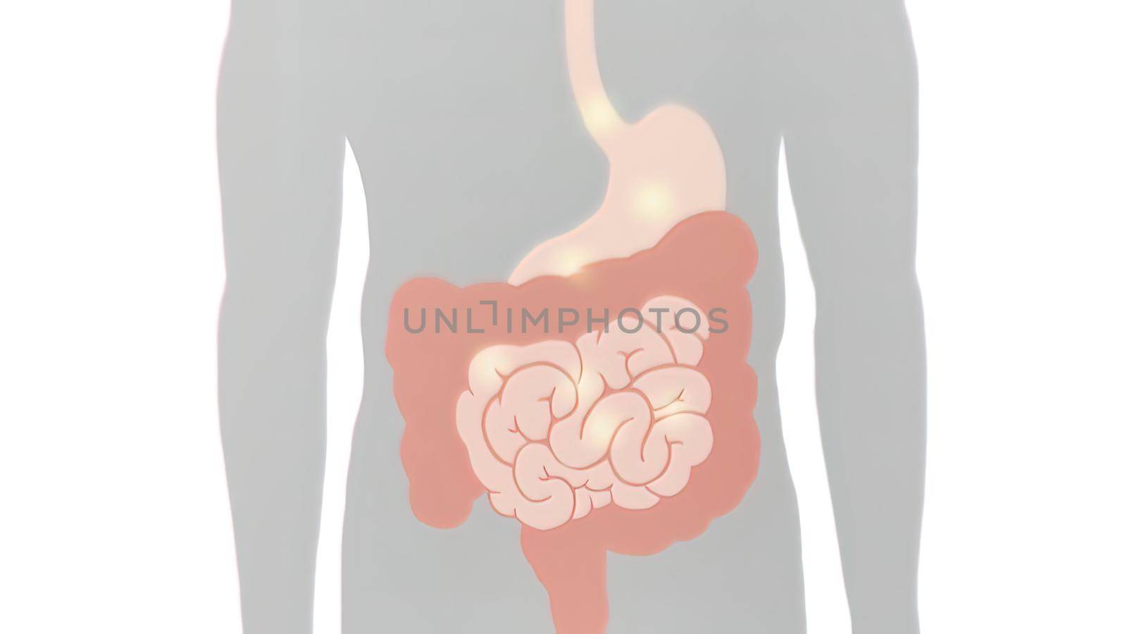 Schematic view of the digestive process in the human digestive system. Journey to the oral digestive system 3D illustration
