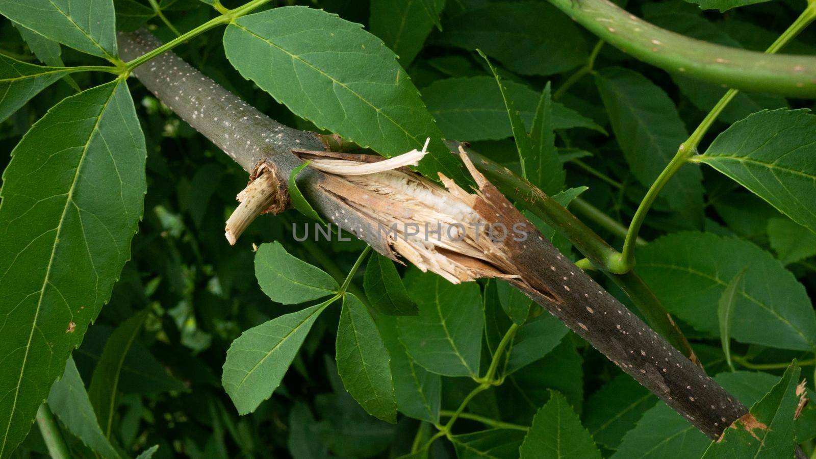 Damaged branch with green leaves. by gelog67