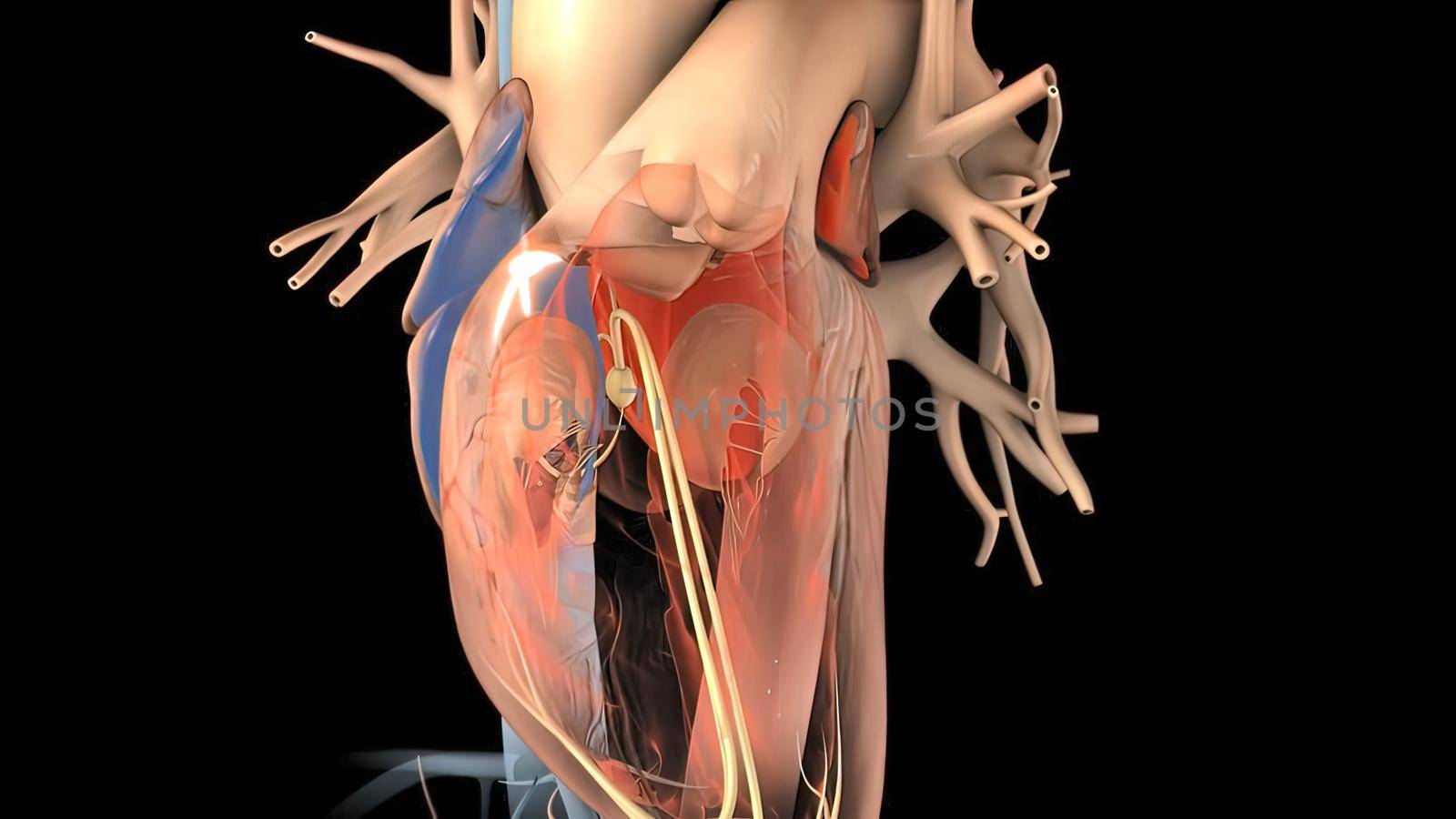 Heart Anatomy AV atrioventricular node For Medical Concept 3D Illustration .