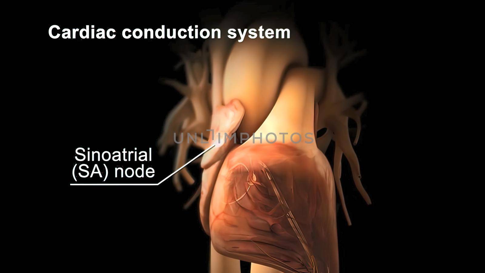Cardiac Conduction System 3d medical by creativepic