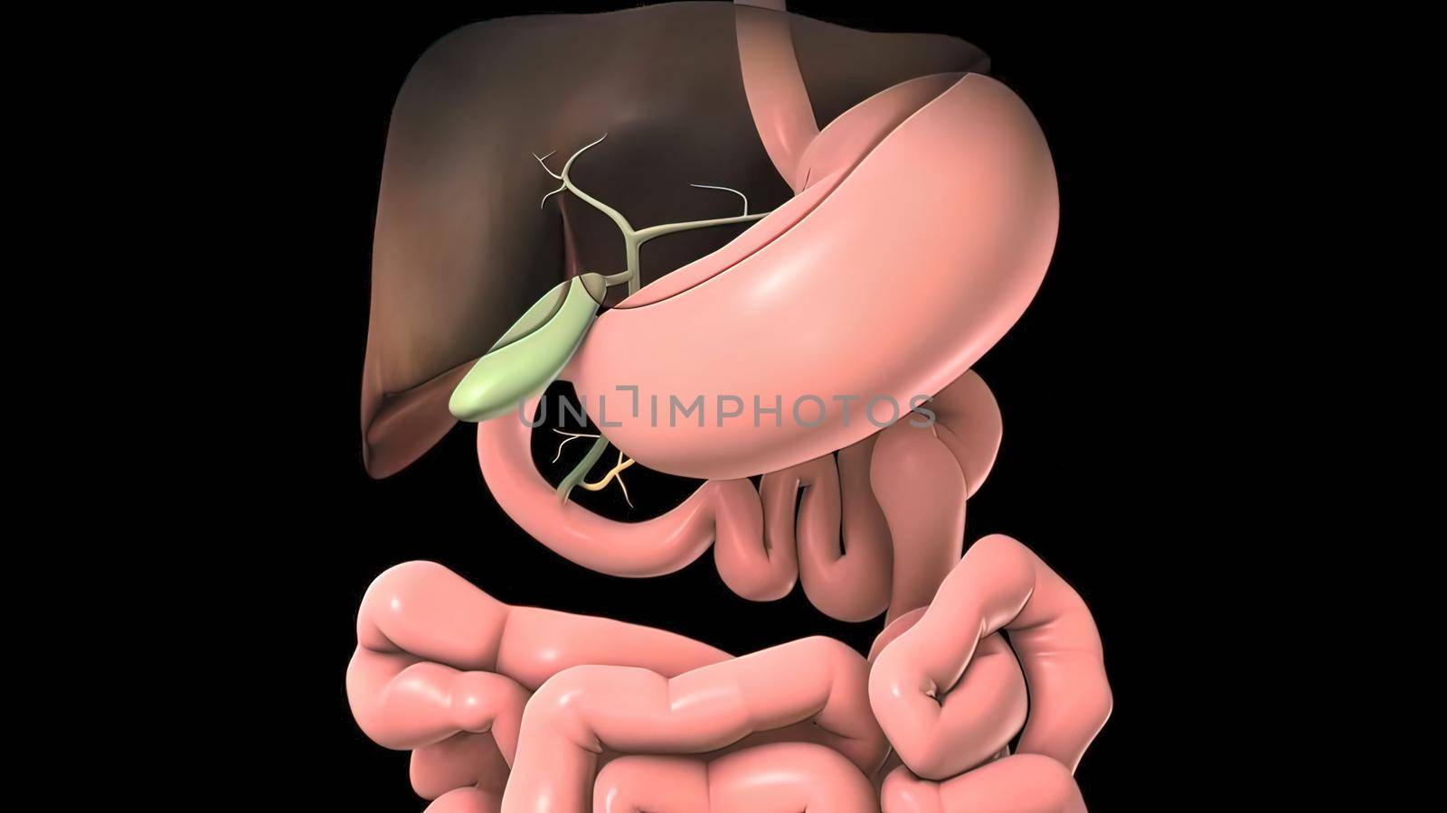 female-male digestive and reproductive system 3D illustration