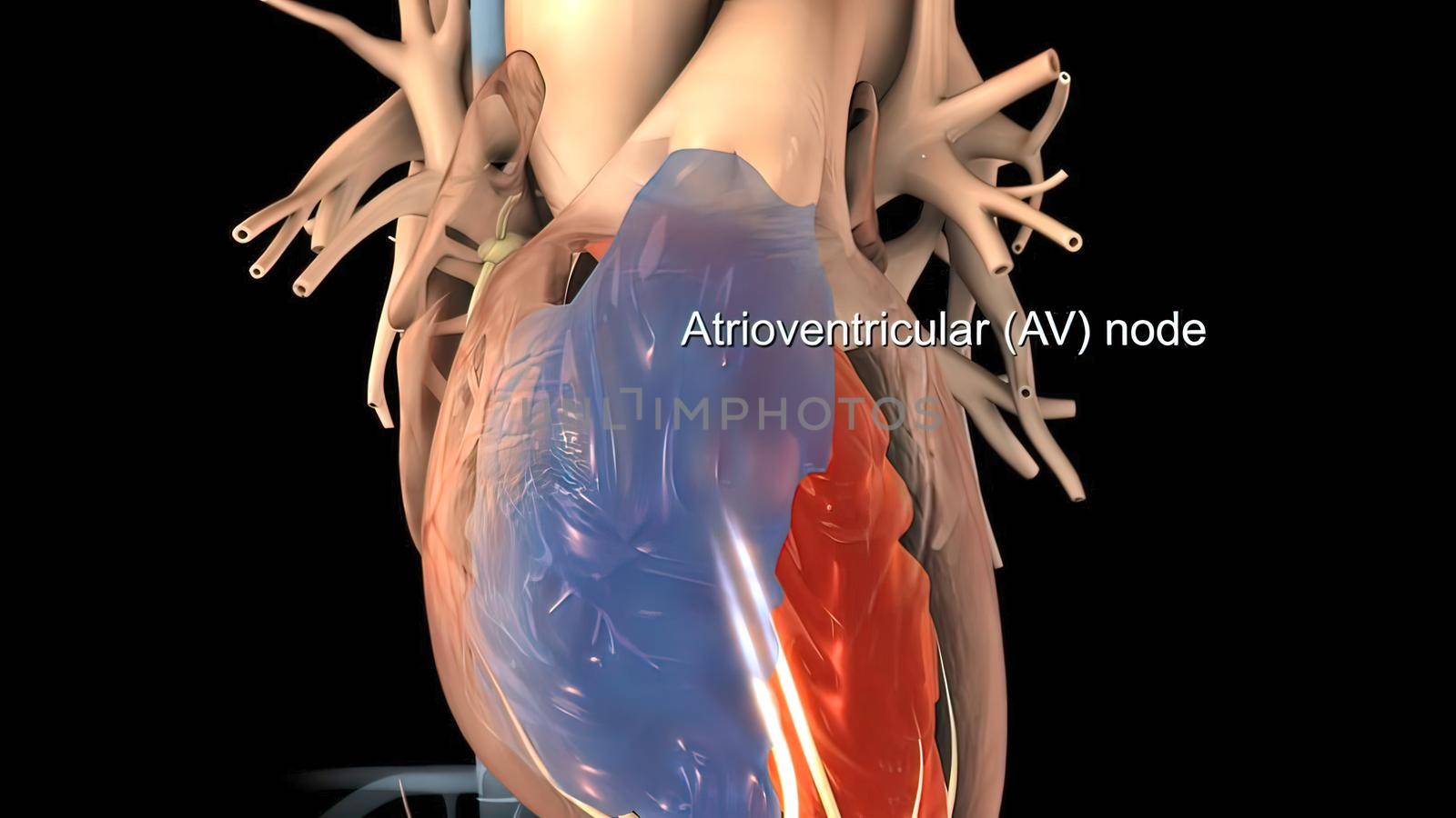 Heart Anatomy AV atrioventricular node For Medical Concept 3D Illustration by creativepic