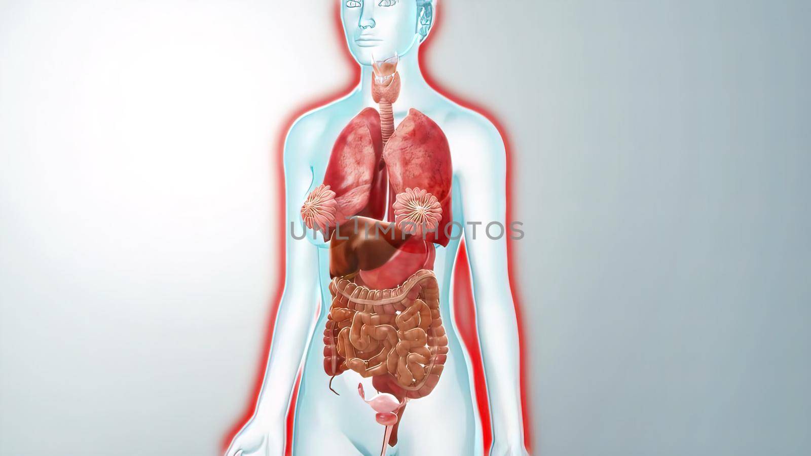 human internal organs Anatomy For Medical Concept 3D Illustration by creativepic
