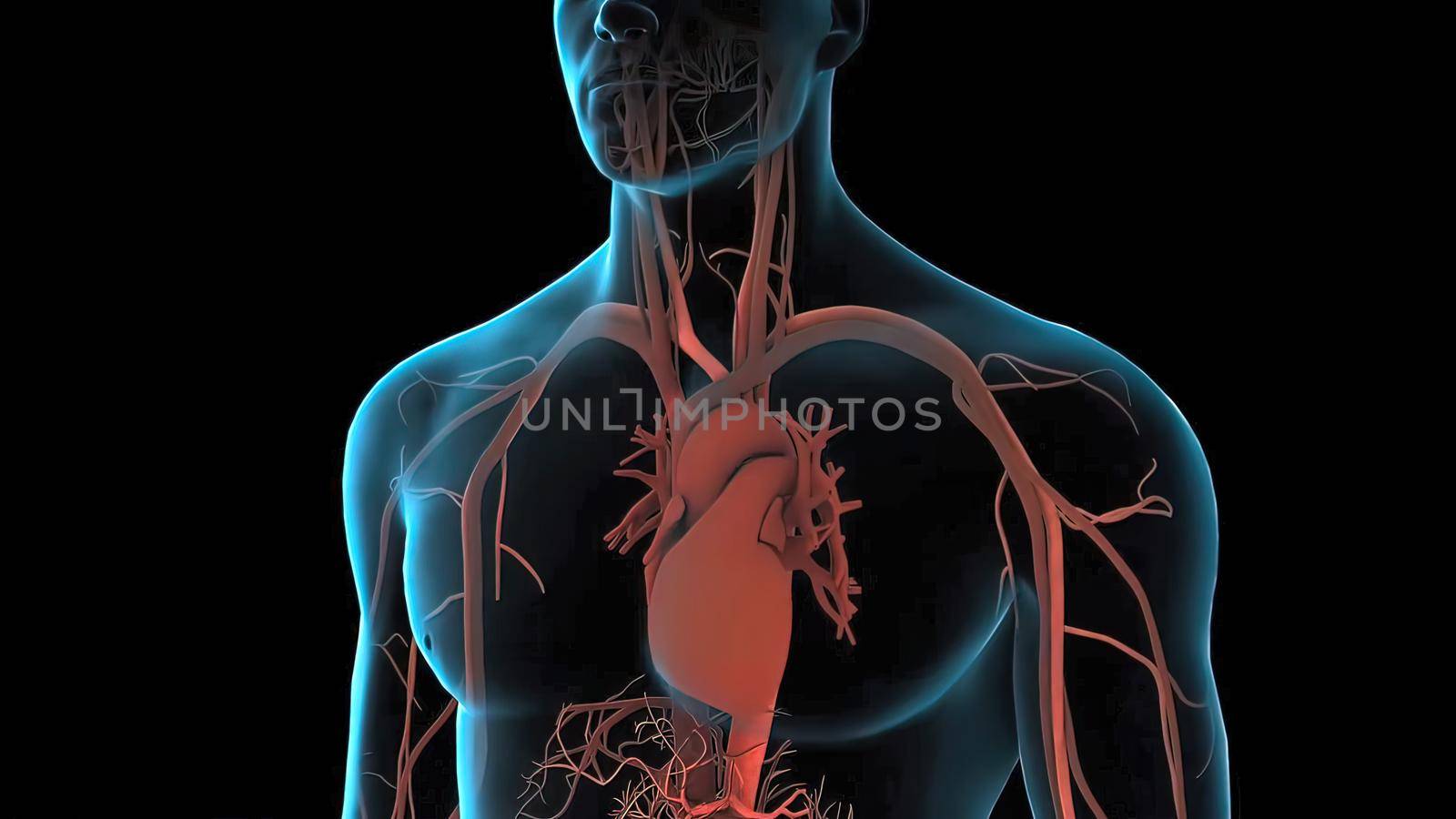 Animation Of Human Male Blood Circulation System 3D Illustration
