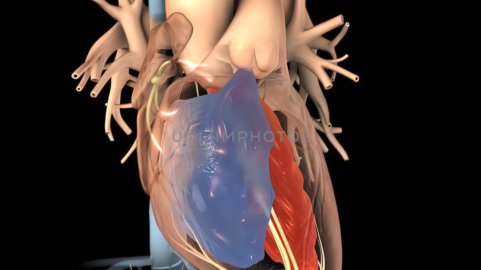 Heart Anatomy AV atrioventricular node For Medical Concept 3D Illustration .