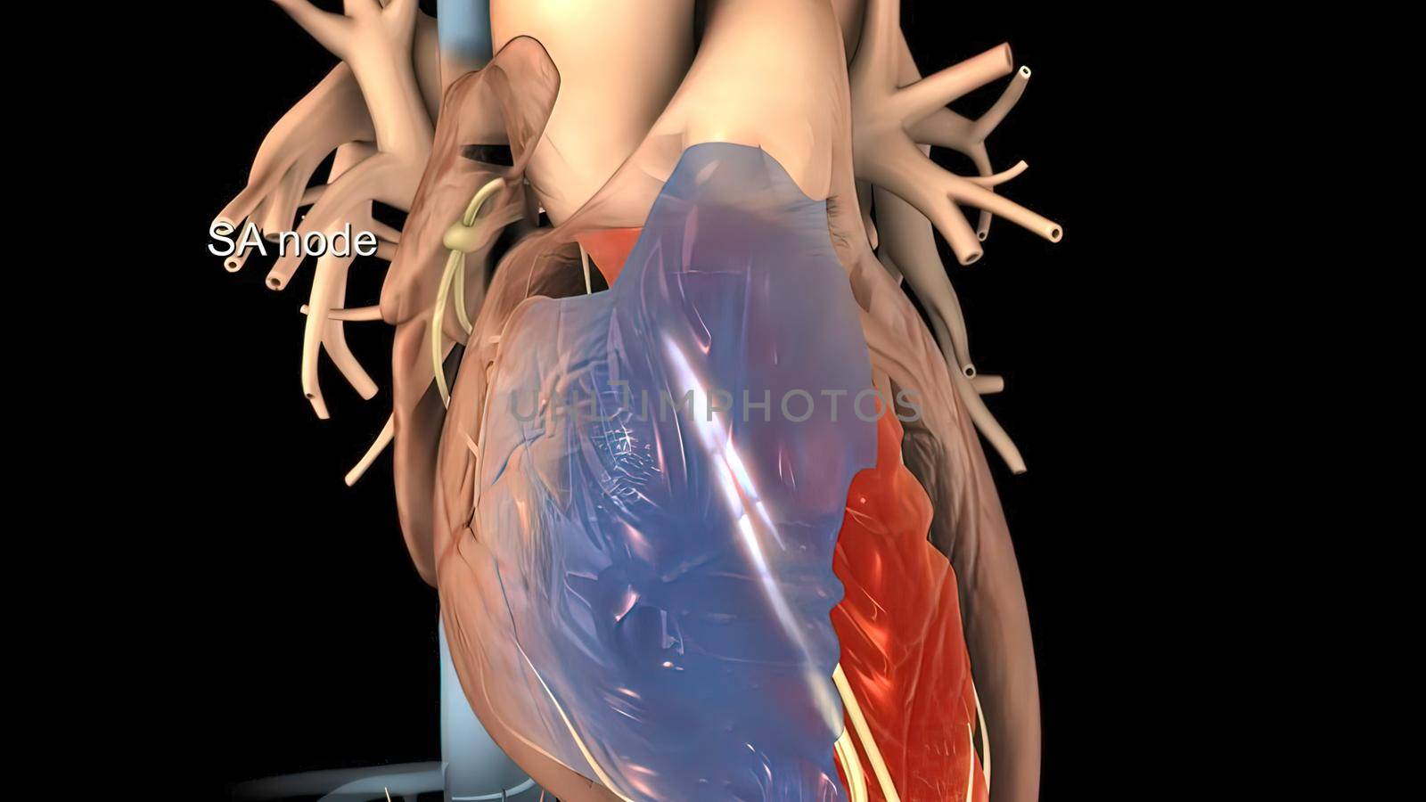Heart Anatomy AV atrioventricular node For Medical Concept 3D Illustration by creativepic