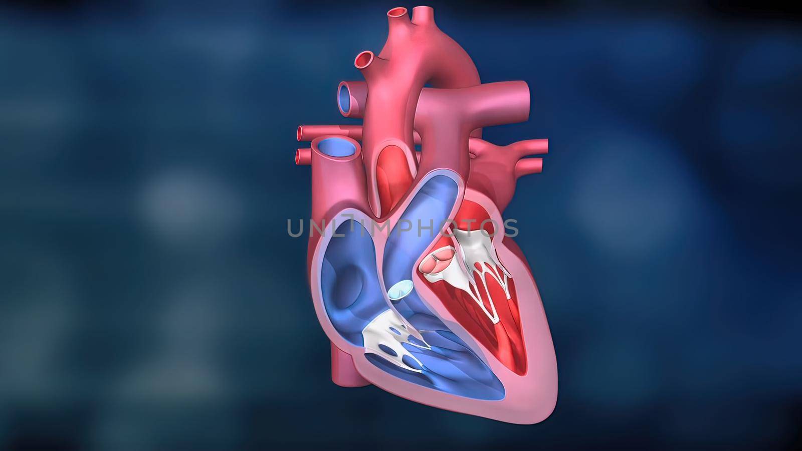 The Circulatory System is a network consisting of blood vessels, blood vessels, and the heart. 3D illustration