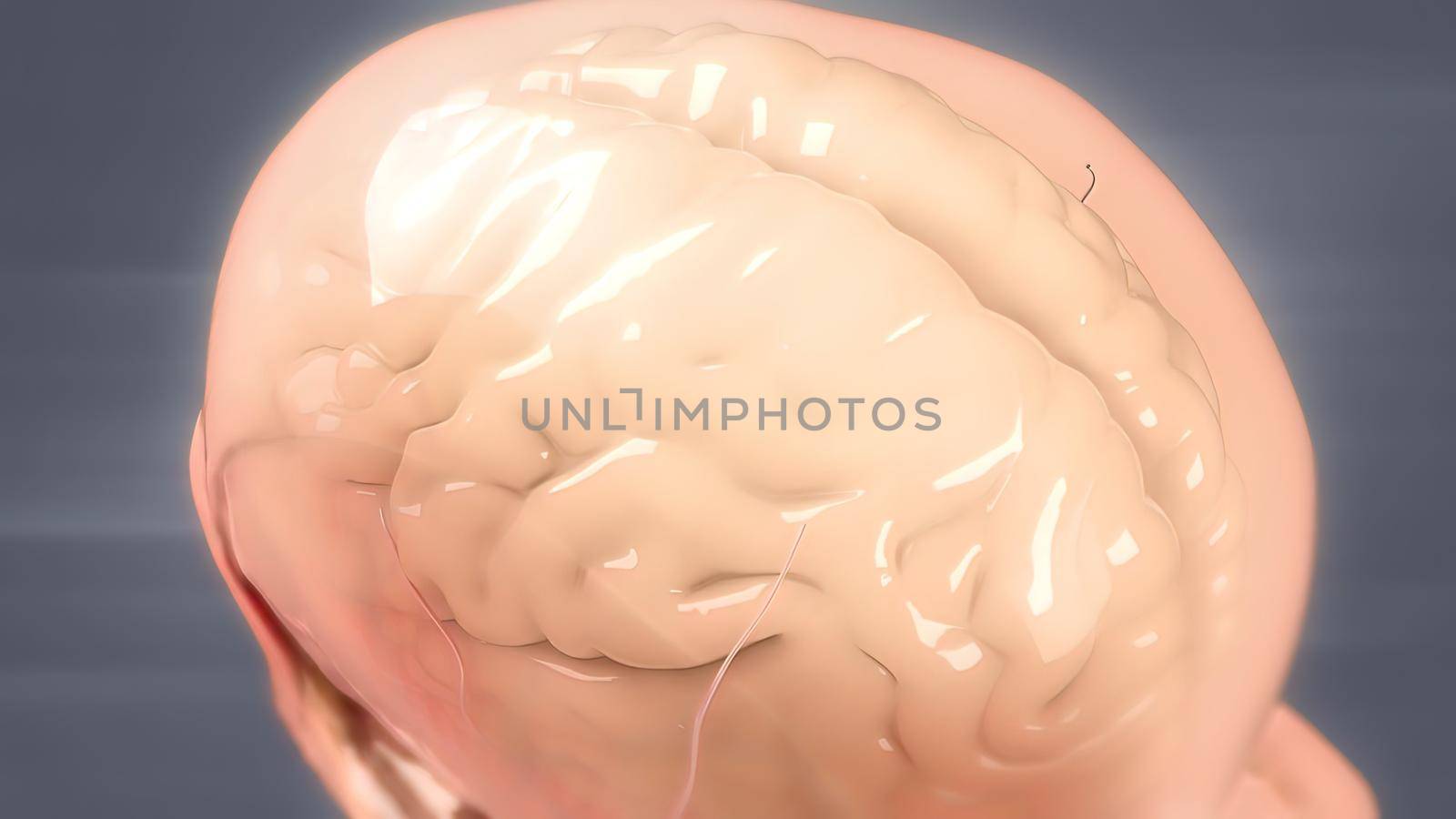 Human brain Anatomical Model 3D illustration