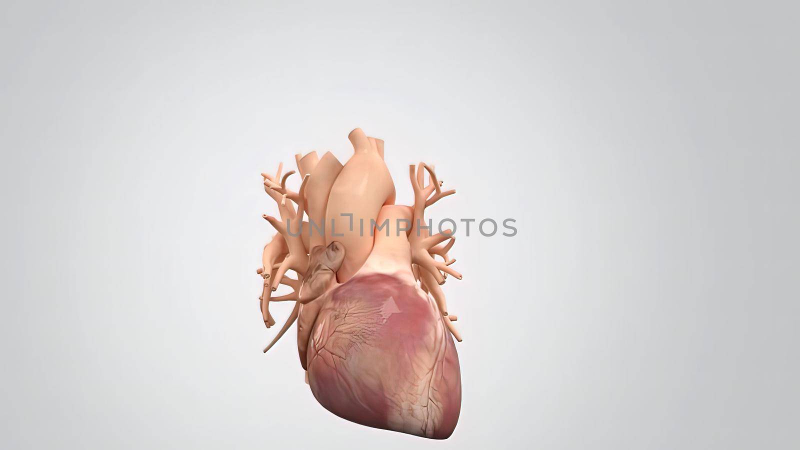 Healthy human heart and heart valve 3D illustration
