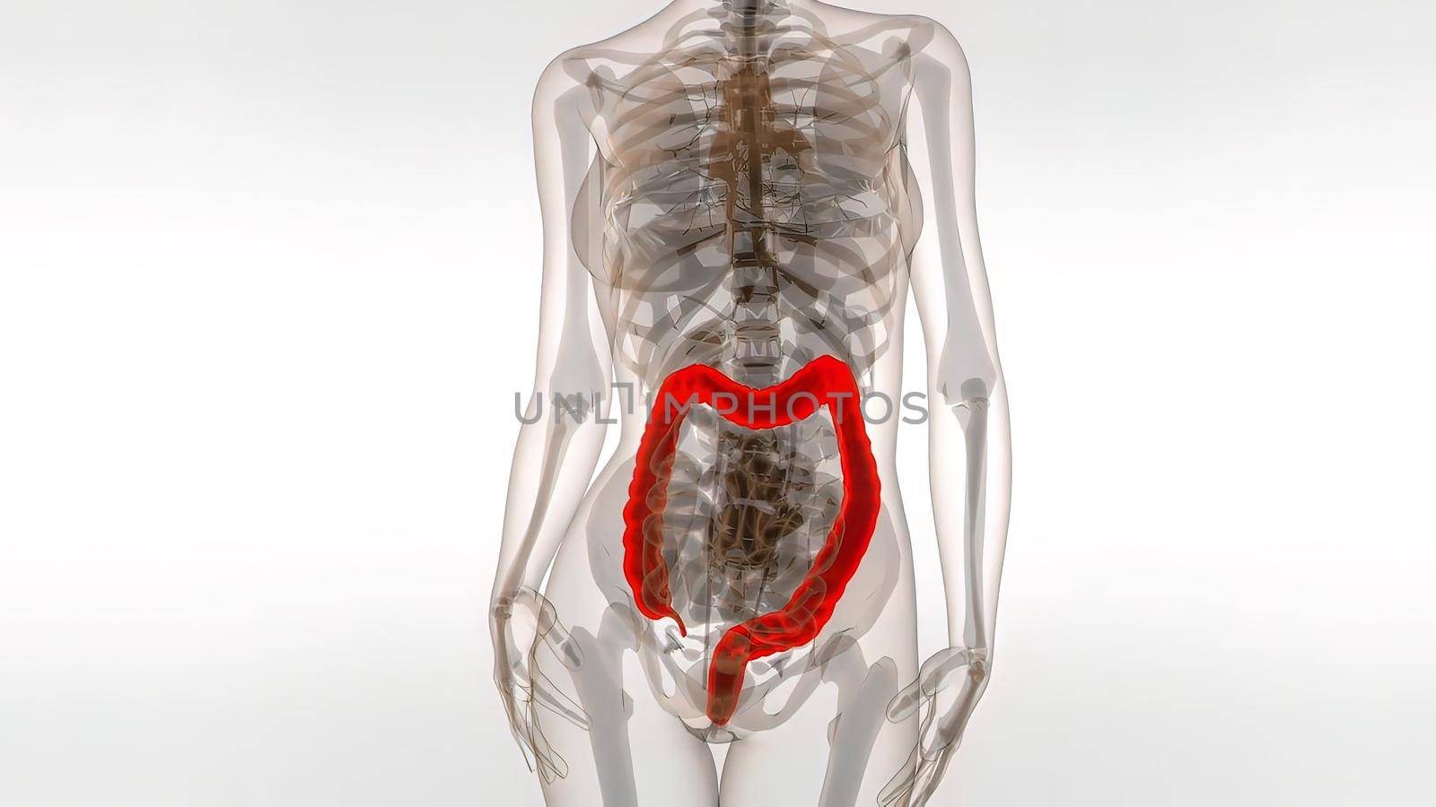 Human Male Colon 3d Medical 3D illustration .