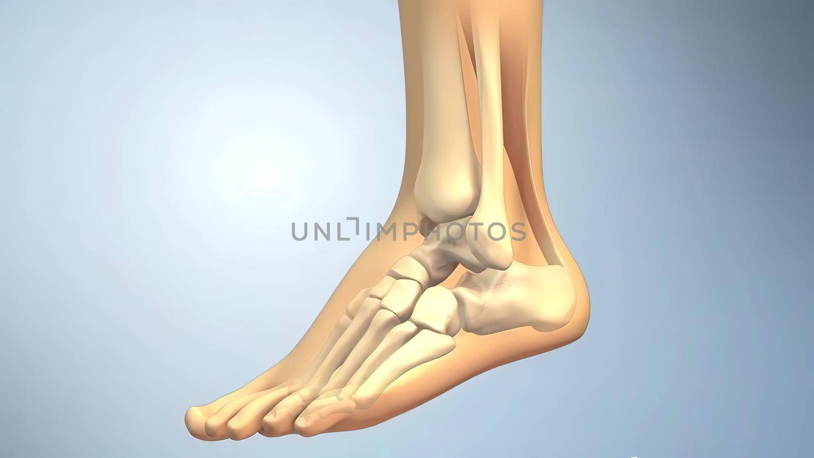 An anatomical structure of the foot .