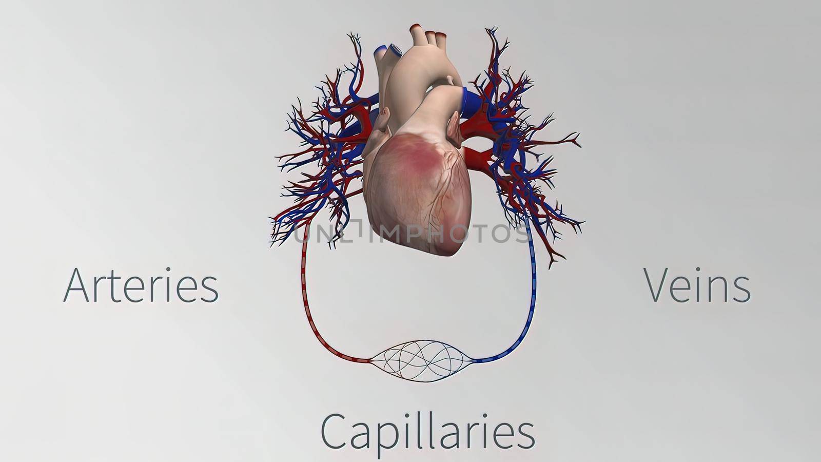 The vessels of the cardiovascular system are the heart, arteries, capillaries, and veins. 3D illustration