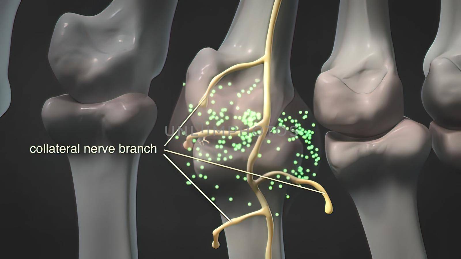 Collateral Nerve Branch 3D illustration