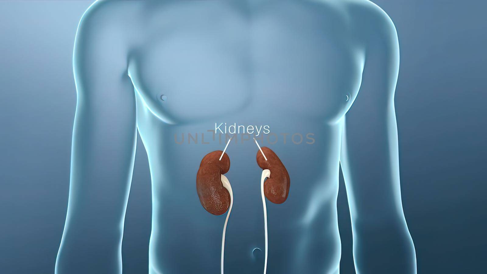 The kidneys are two bean-shaped organs. Each kidney is about the size of a fist. Your kidneys filter extra water and wastes out of your blood and make urine.3D illustration