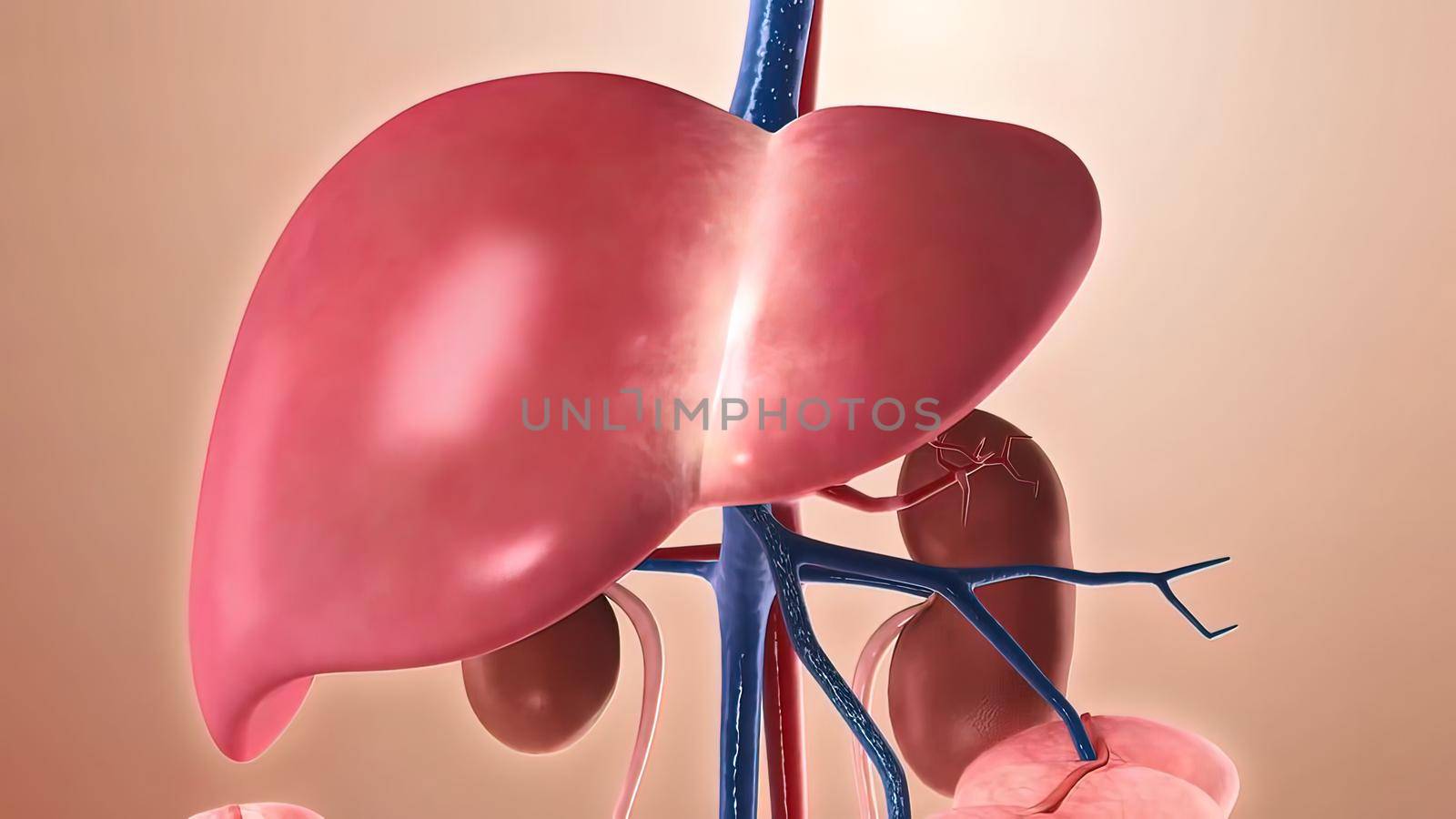 The structure of the human body. Human organs with emphasis on the liver. 3d illustration