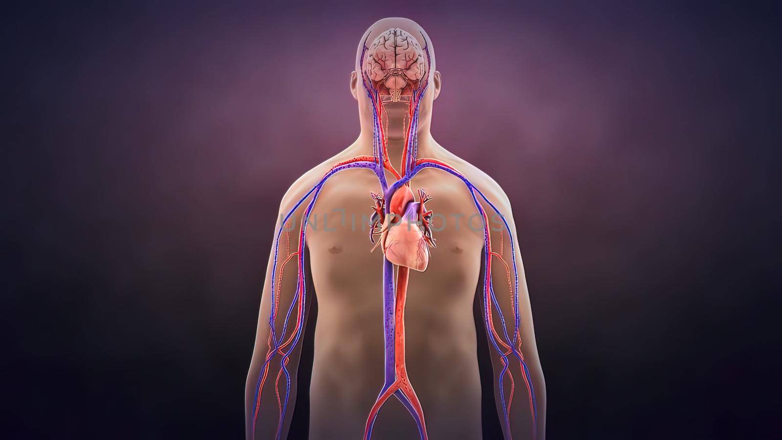 medical 3d illustration of the human heart and vascular system