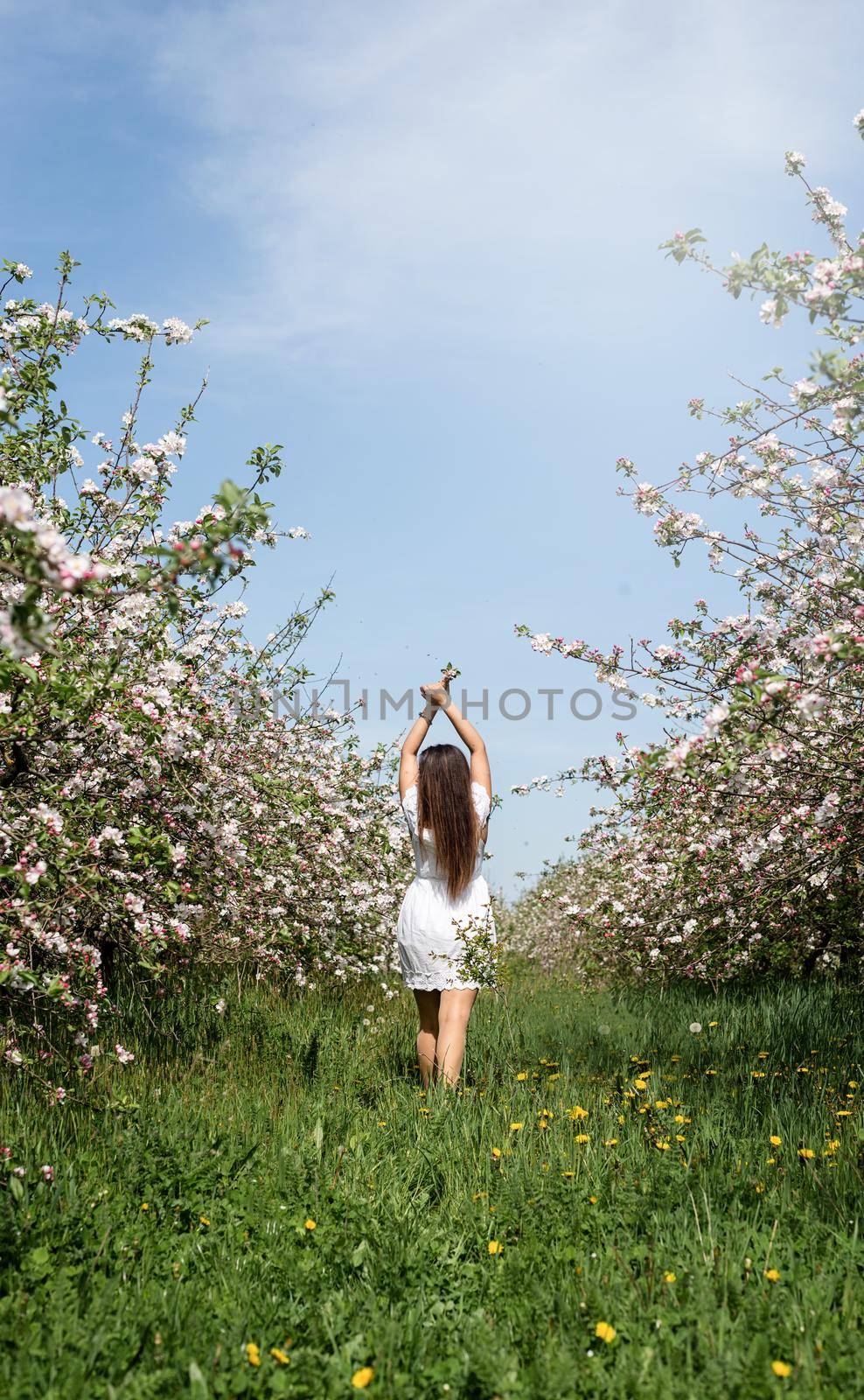 Spring concept. Nature. Young caucasian woman in white summer dress enjoying the flowering of an apple trees, walking in spring apple gardens