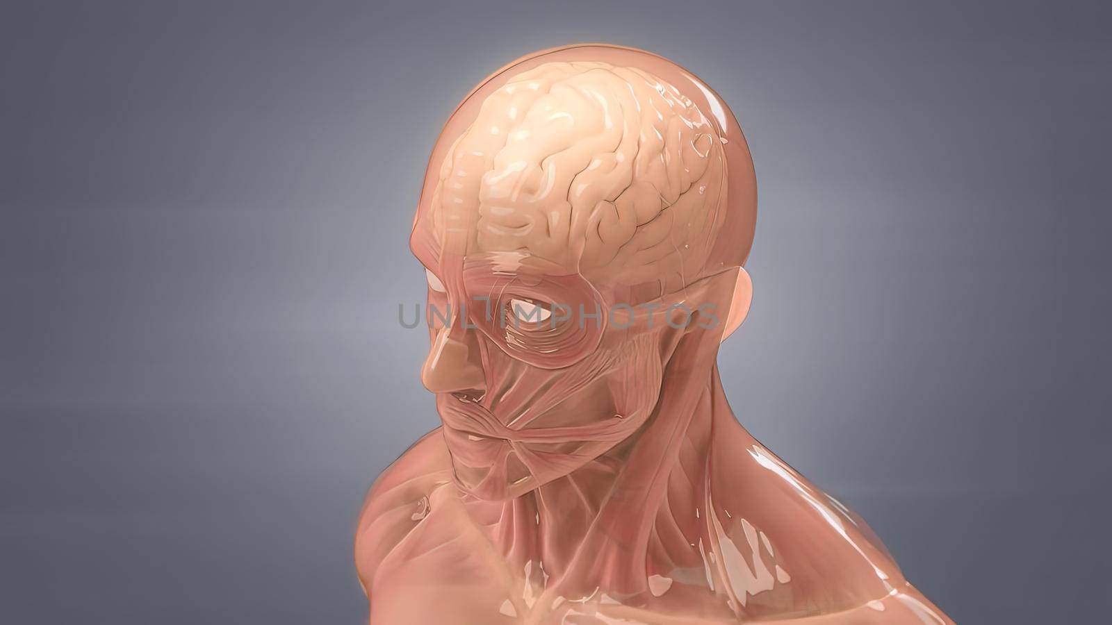 Human brain Anatomical Model 3D by creativepic