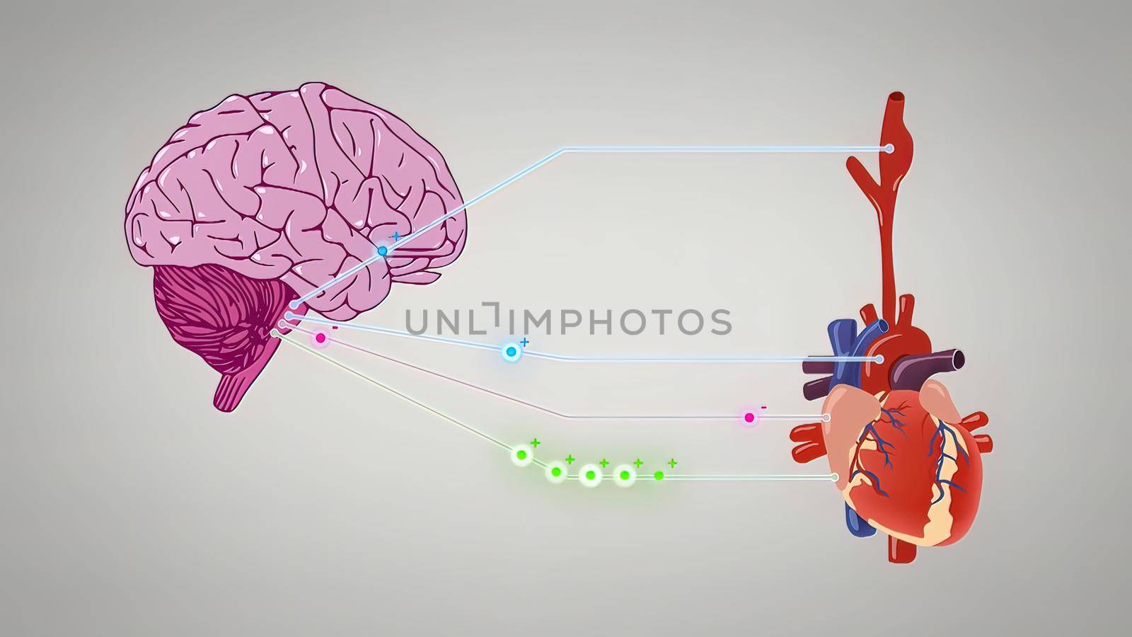 3D illustration of the medulla oblongata, part of the brainstem responsible for autonomic homeostasis of the heart, breathing, vomiting and vasomotor controls.