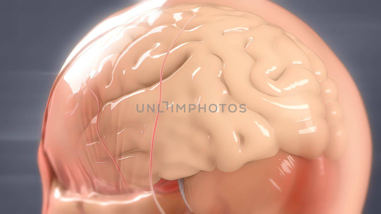 Human brain Anatomical Model 3D by creativepic