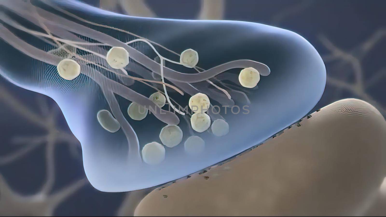 Brain cell synapse showing chemical messengers or neurotransmitters released 3d illustration