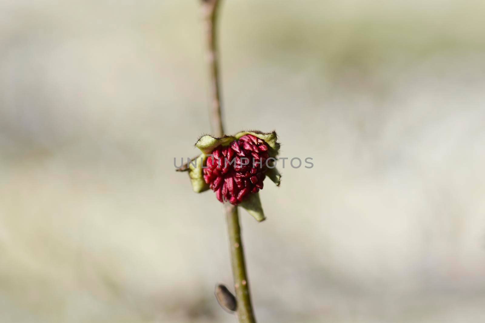 Persian ironwood branch with flower - Latin name - Parrotia persica