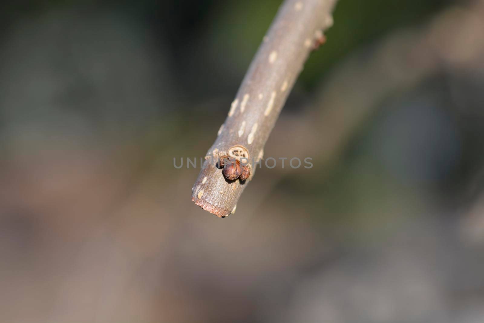 Weeping white mulberry branch with buds - Latin name - Morus alba Pendula