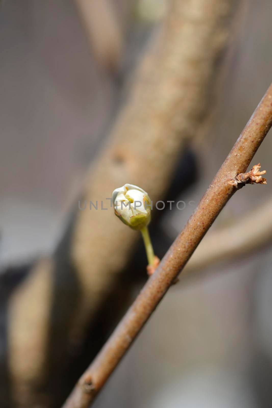 Pear tree Conference branch with buds - Latin name - Pyrus communis Conference