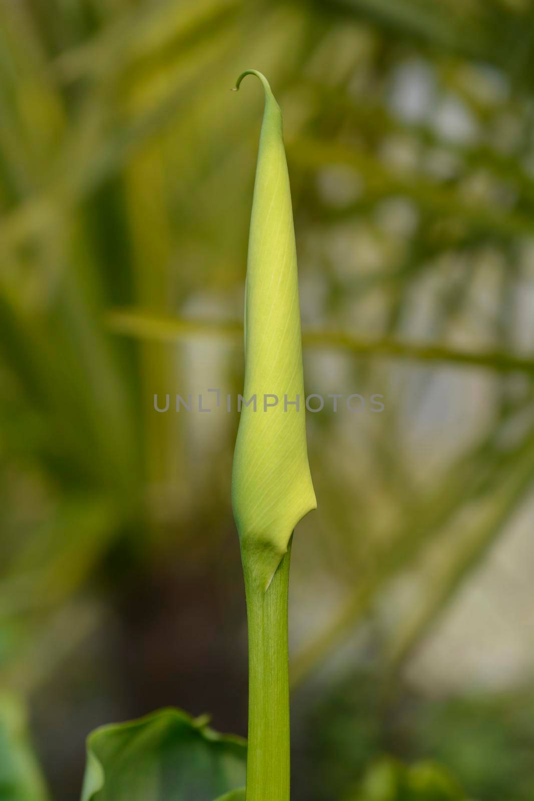 Garden calla lily flower bud - Latin name - Zantedeschia aethiopica