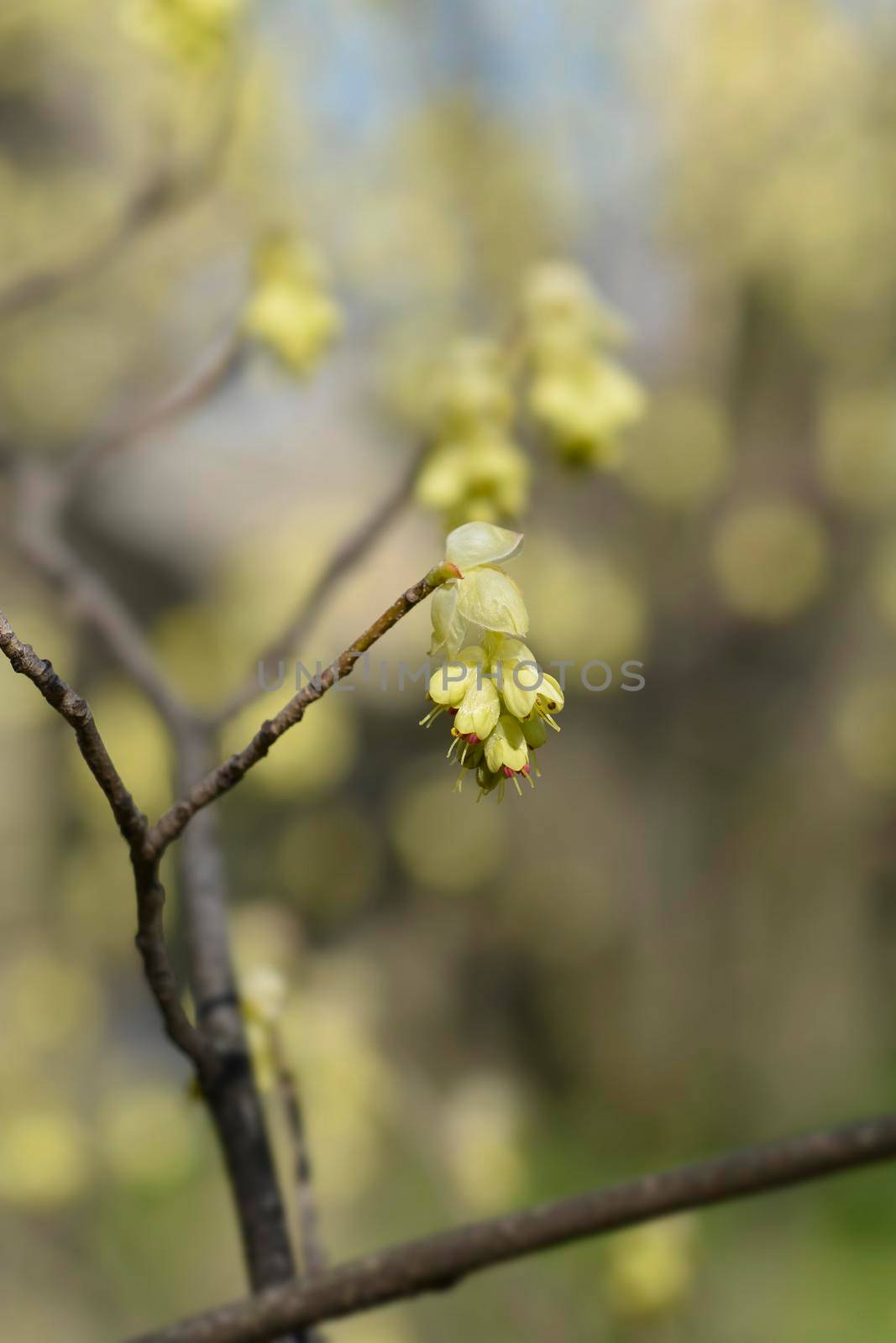 Spike witch hazel branch with flowers - Latin name - Corylopsis spicata