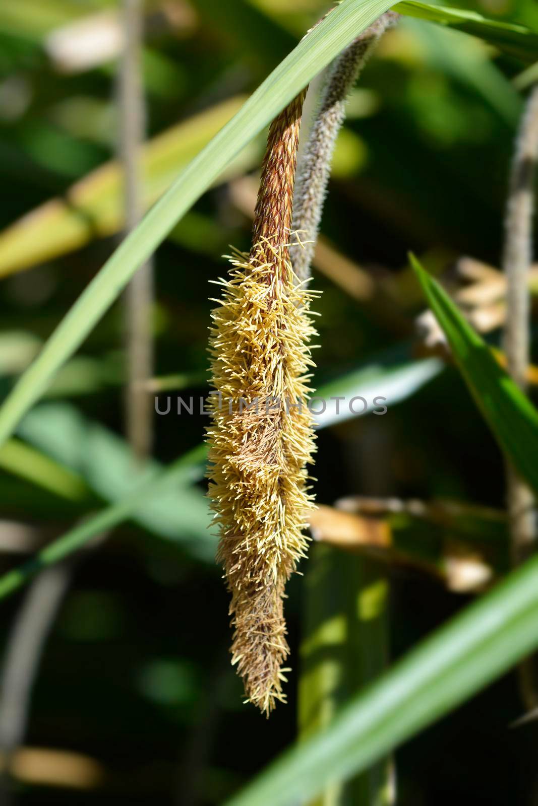Pendulous Sedge flower - Latin name - Carex pendula