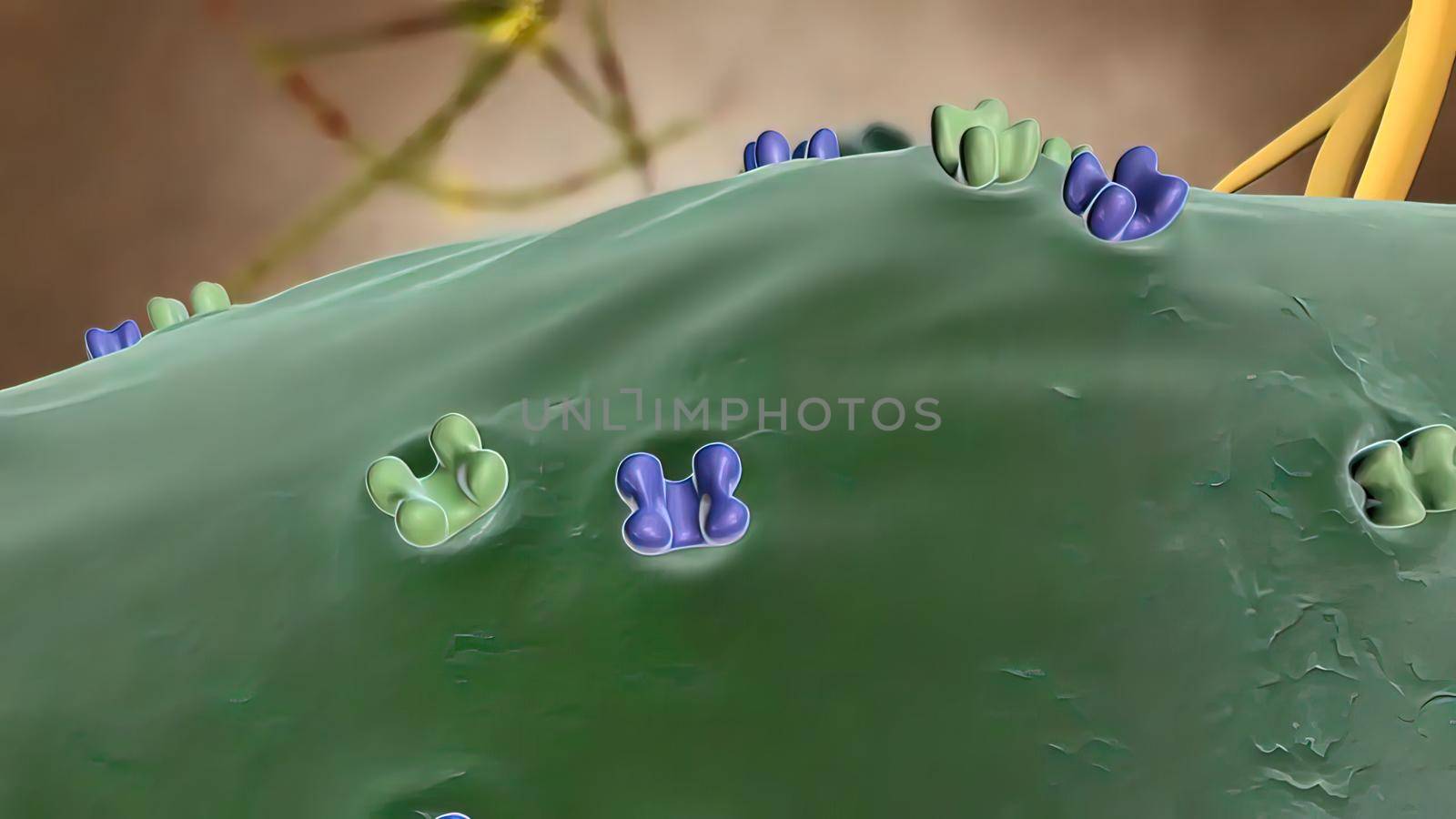 Microglia and macrophages of the central nervous system by creativepic