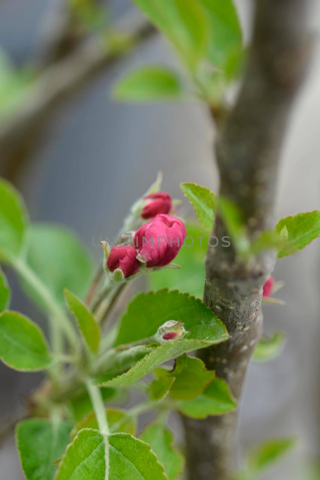 Granny Smith apple branch with flower buds - Latin name - Malus domestica Granny Smith