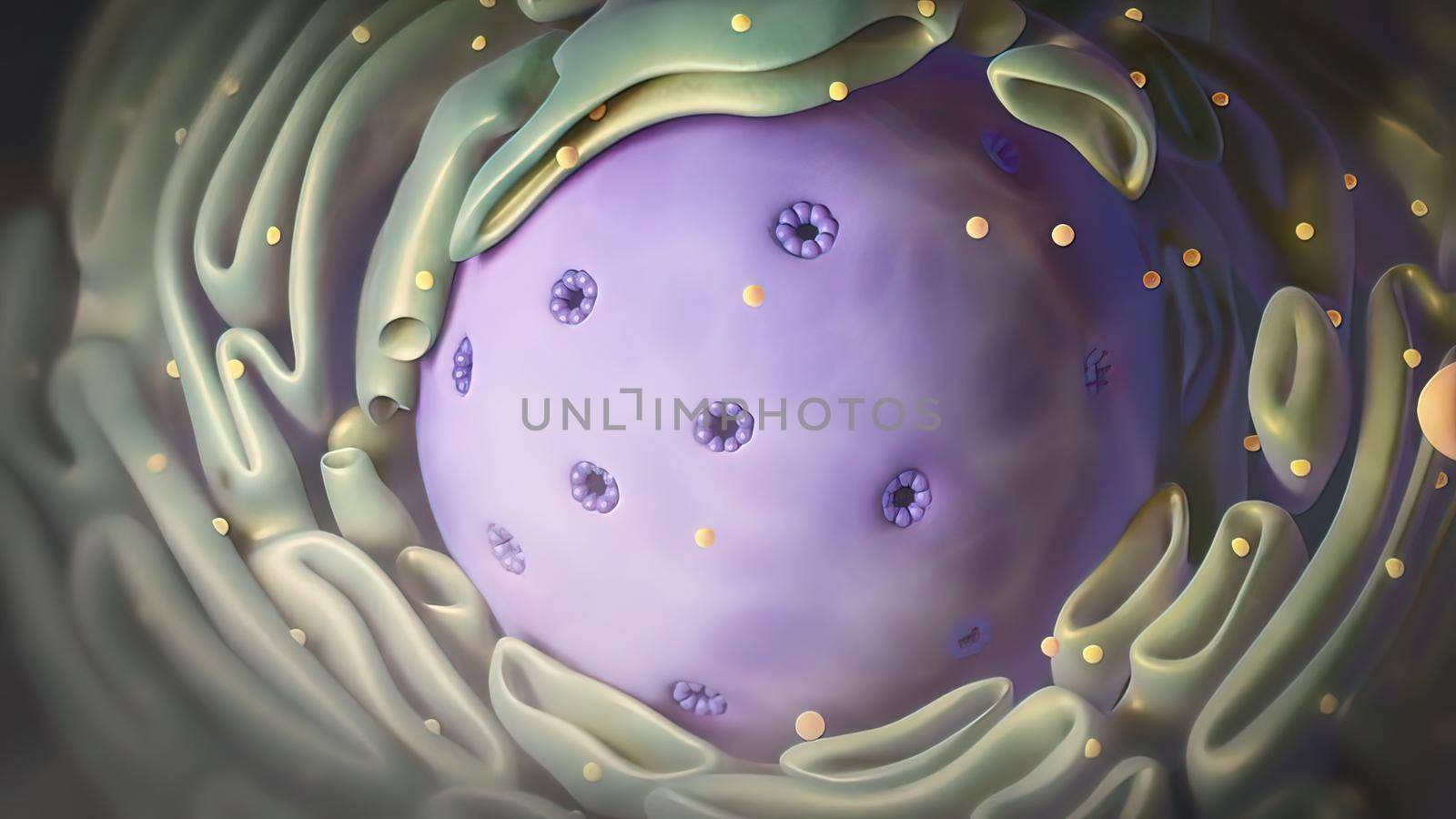 Components of Eukaryotic cell, nucleus and organelles and reticulum - 3d illustration