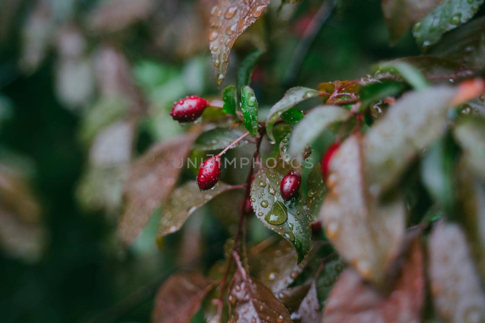 Red berries on a bush. Dogwood in raindrops. Red dogwood berries on a tree in raindrops.