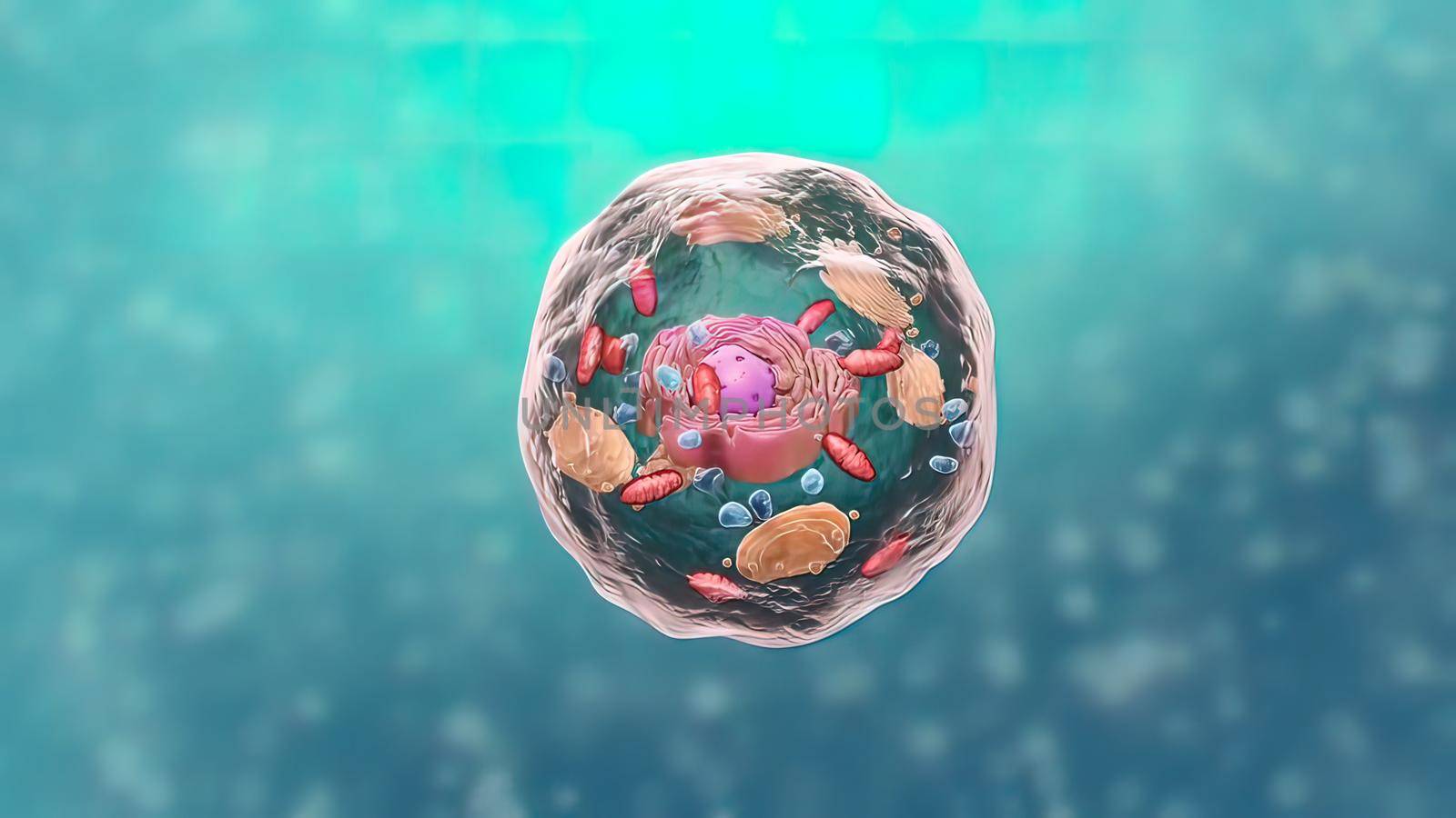 Components of Eukaryotic cell, nucleus and organelles and reticulum - 3d illustration